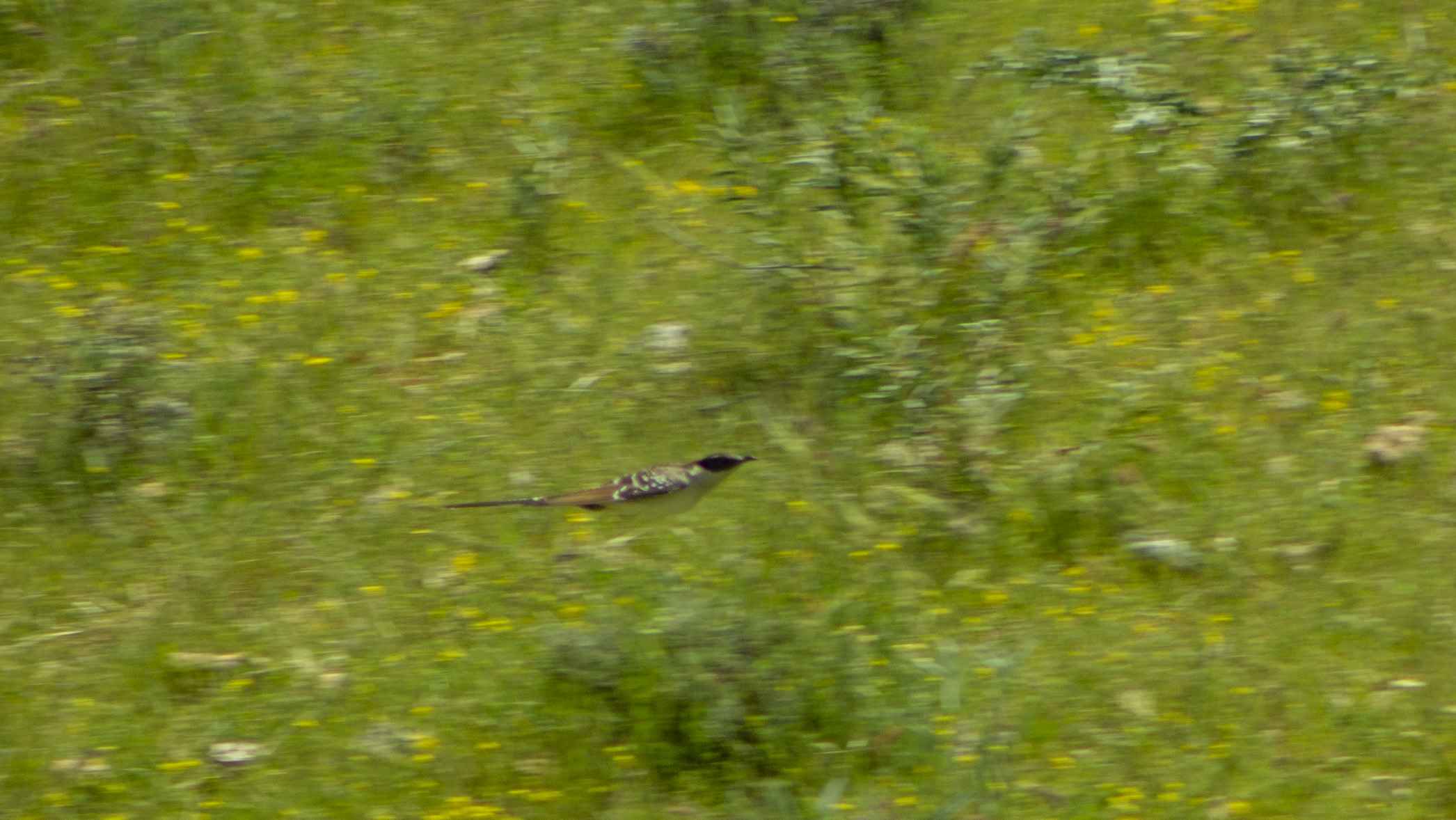 Great Spotted Cuckoo